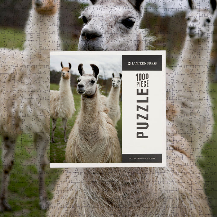 Llamas, Jigsaw Puzzle Puzzle Lantern Press 