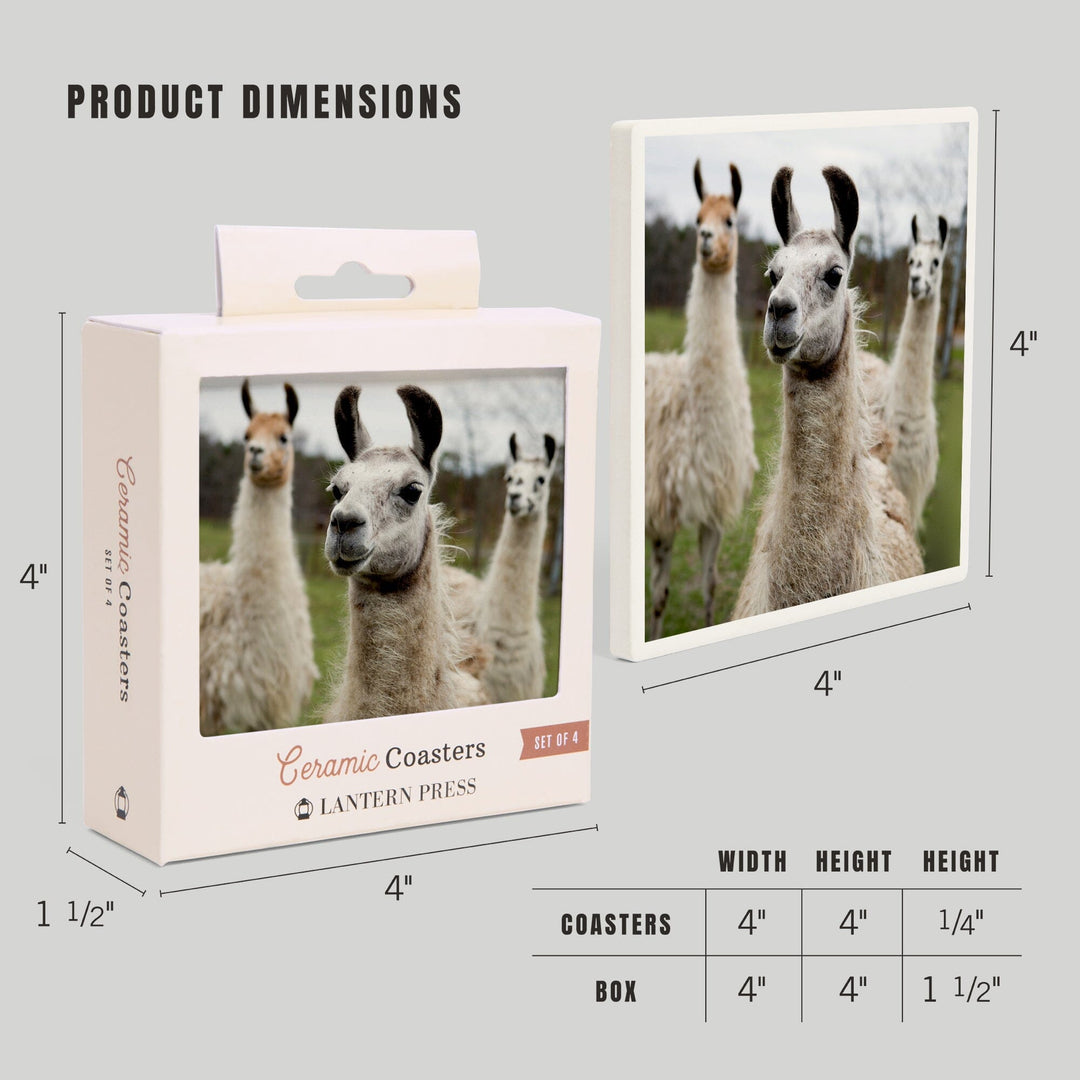 Llamas, Lantern Press Photography, Coaster Set - Lantern Press