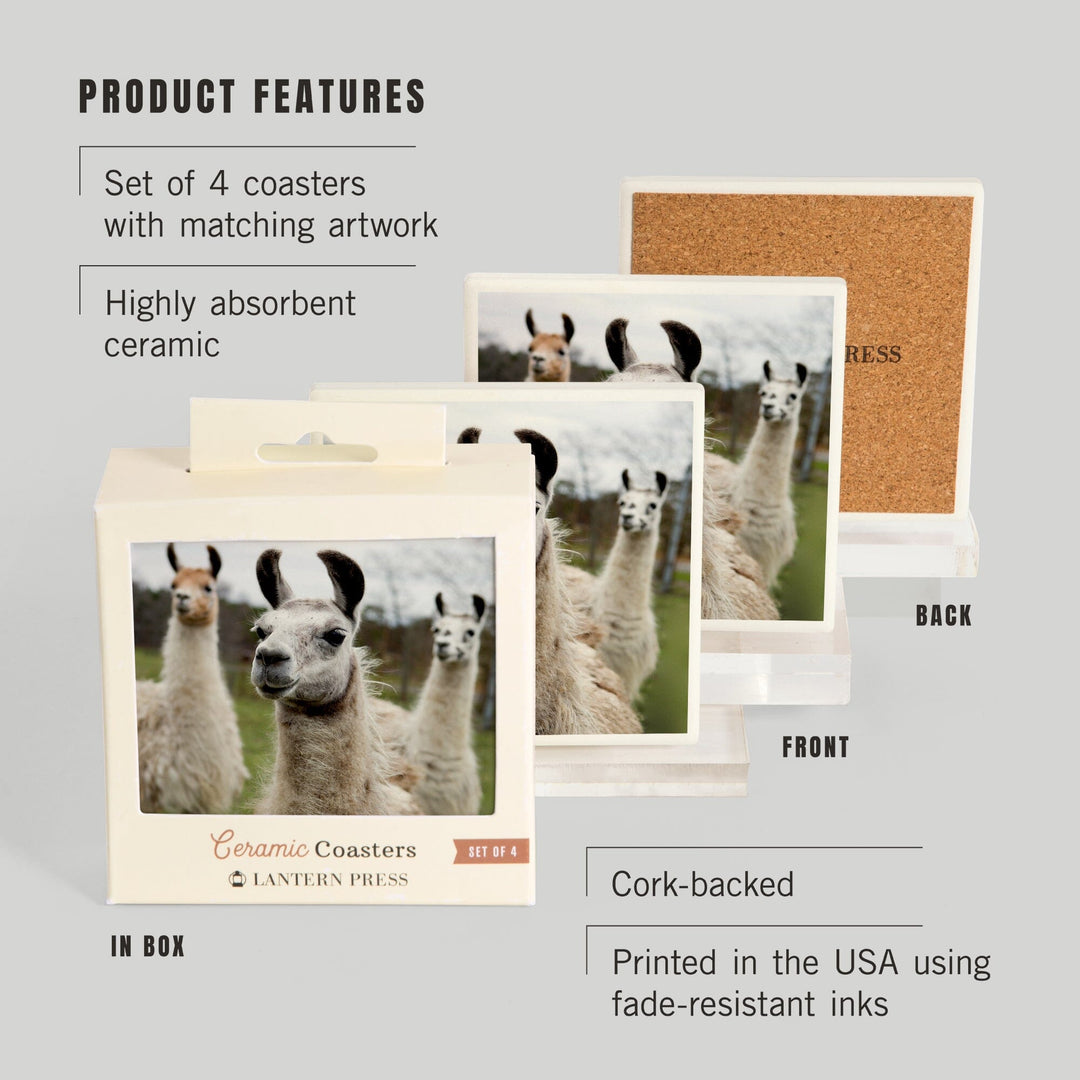 Llamas, Lantern Press Photography, Coaster Set - Lantern Press