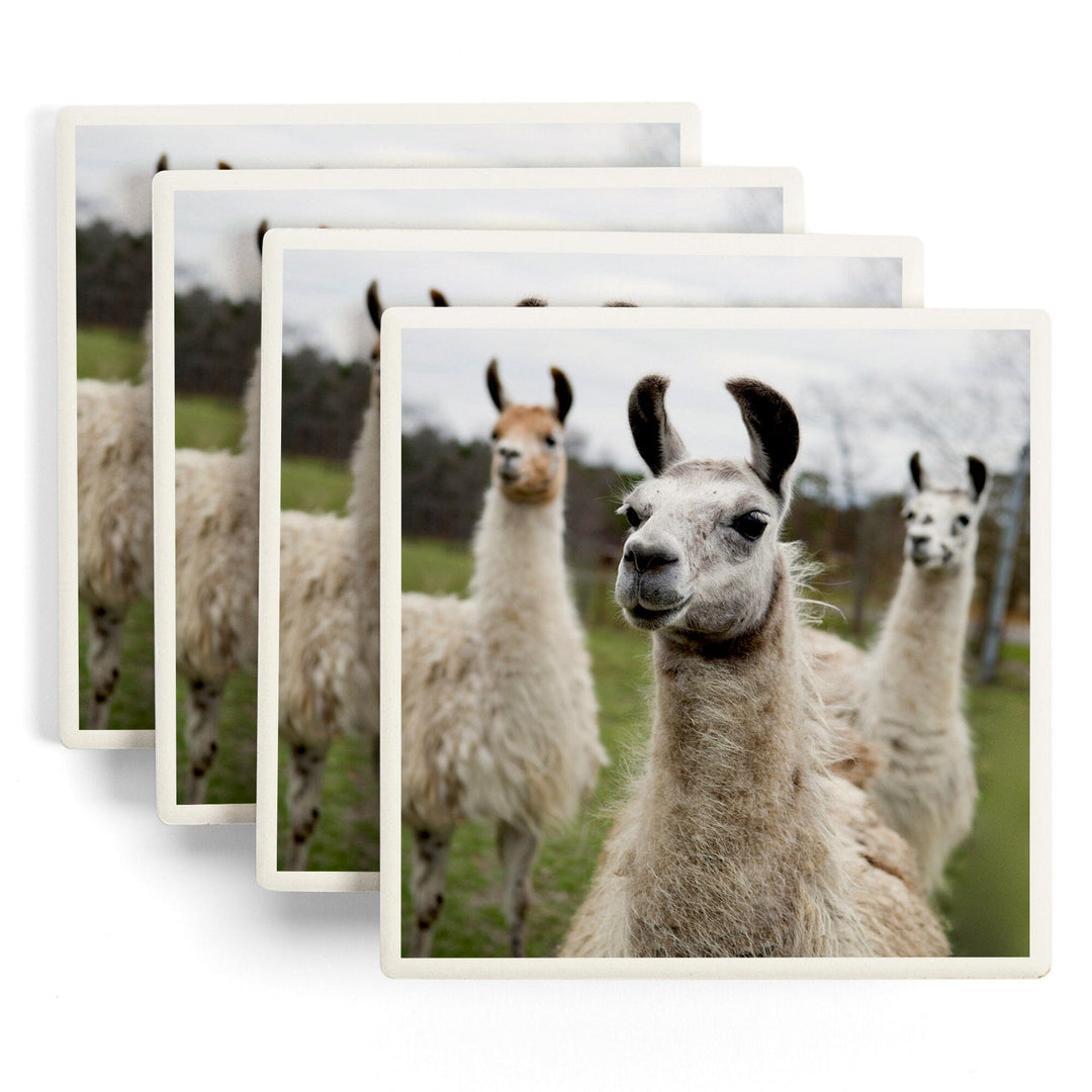 Llamas, Lantern Press Photography, Coaster Set - Lantern Press