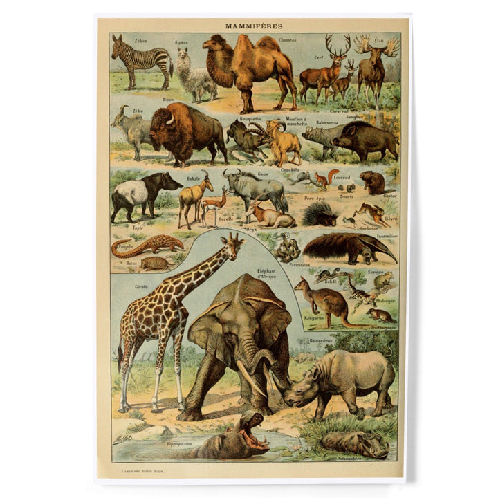 Mammals, B, Vintage Bookplate, Adolphe Millot Artwork, Art & Giclee Prints Art Lantern Press 