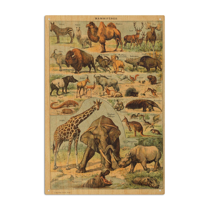 Mammals, B, Vintage Bookplate, Adolphe Millot Artwork, Wood Signs and Postcards Wood Lantern Press 10 x 15 Wood Sign 