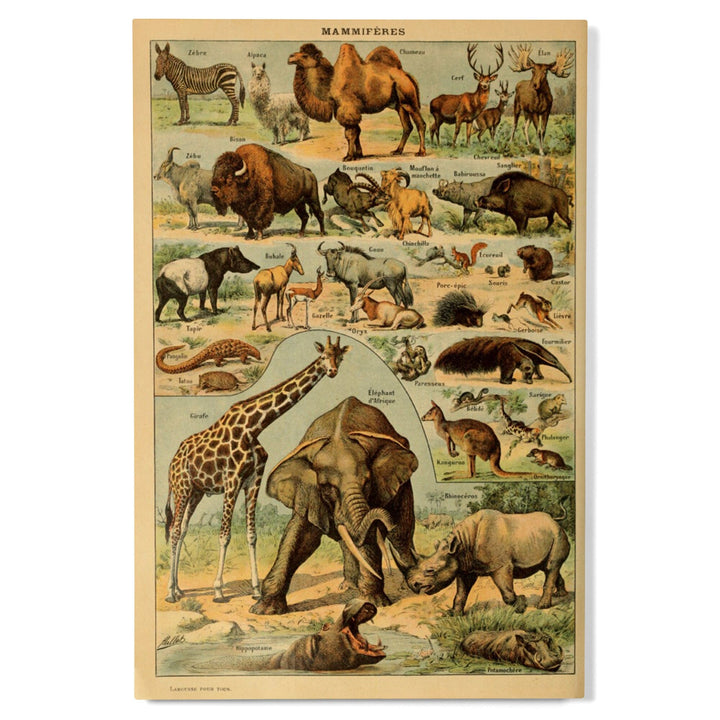 Mammals, B, Vintage Bookplate, Adolphe Millot Artwork, Wood Signs and Postcards Wood Lantern Press 