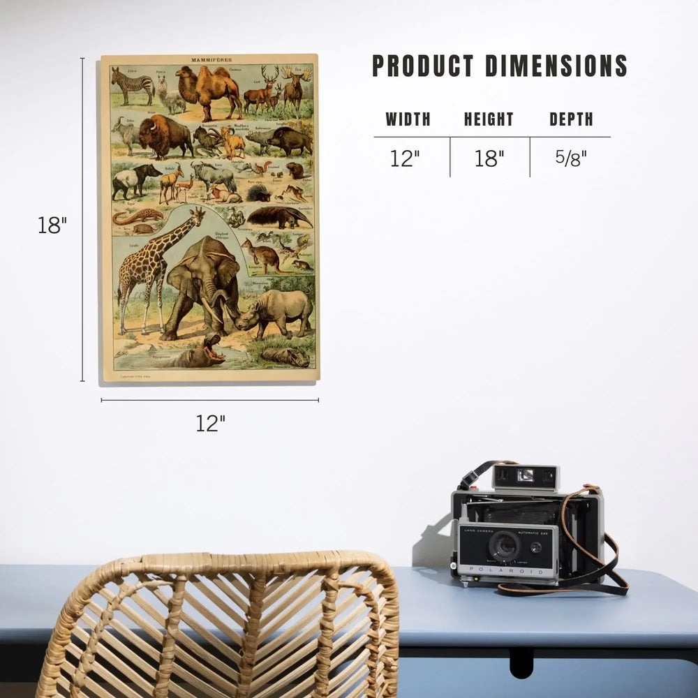 Mammals, B, Vintage Bookplate, Adolphe Millot Artwork, Wood Signs and Postcards - Lantern Press