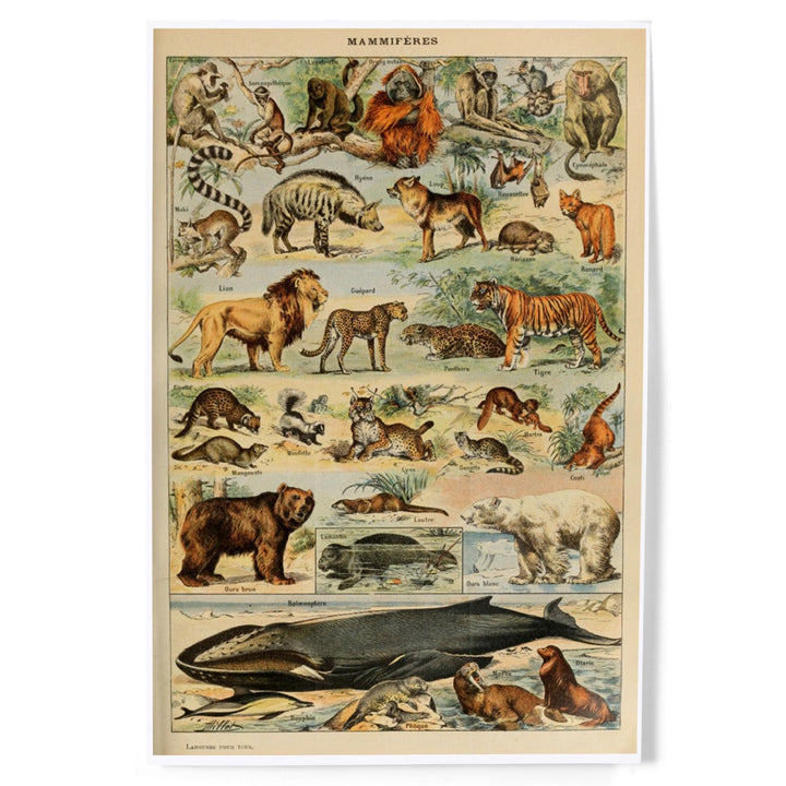 Mammals, D, Vintage Bookplate, Adolphe Millot Artwork, Art & Giclee Prints Art Lantern Press 