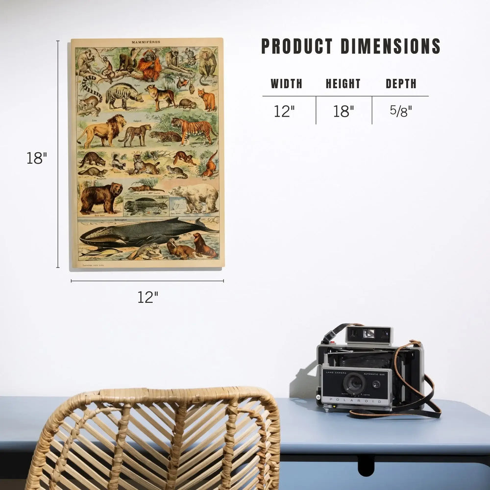 Mammals, D, Vintage Bookplate, Adolphe Millot Artwork, Wood Signs and Postcards - Lantern Press