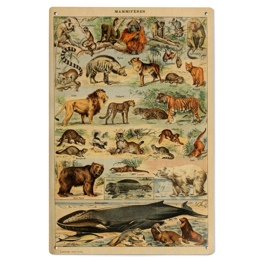 Mammals, D, Vintage Bookplate, Adolphe Millot Artwork, Wood Signs and Postcards Wood Lantern Press 