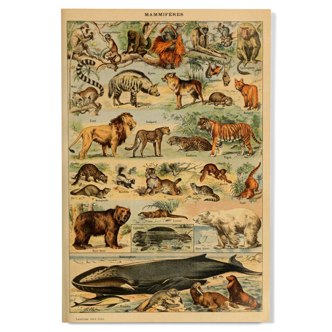 Mammals, D, Vintage Bookplate, Adolphe Millot Artwork, Wood Signs and Postcards Wood Lantern Press 