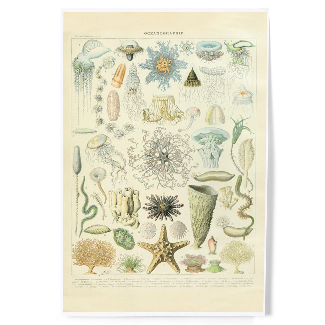 Marine Life, C, Vintage Bookplate, Adolphe Millot Artwork, Art & Giclee Prints Art Lantern Press 