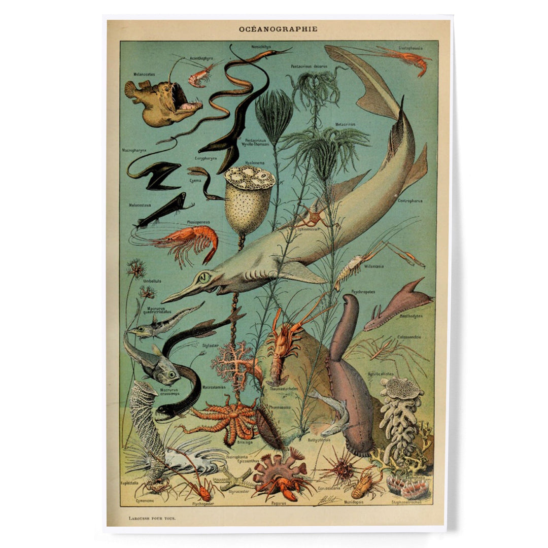 Marine Life, D, Vintage Bookplate, Adolphe Millot Artwork, Art & Giclee Prints Art Lantern Press 