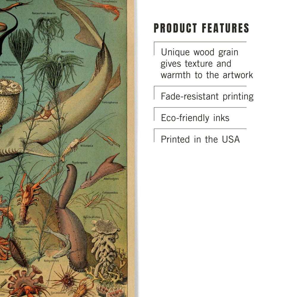 Marine Life, D, Vintage Bookplate, Adolphe Millot Artwork, Wood Signs and Postcards Wood Lantern Press 