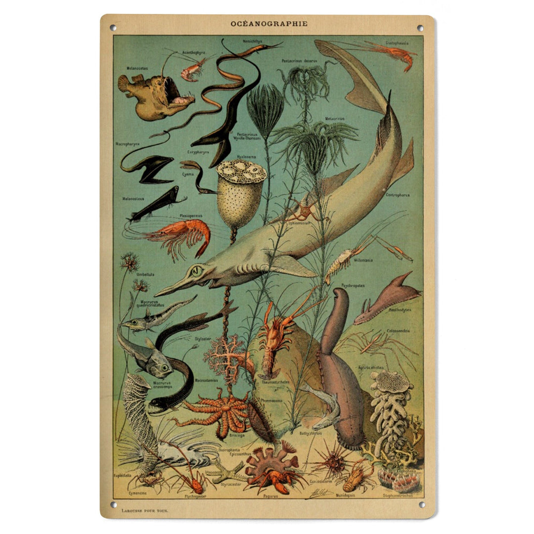 Marine Life, D, Vintage Bookplate, Adolphe Millot Artwork, Wood Signs and Postcards Wood Lantern Press 