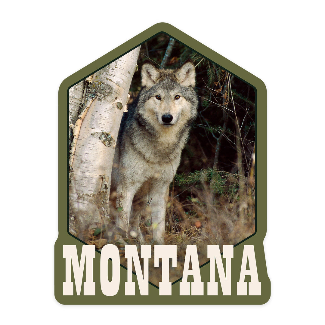 Montana, Wolf in Forest, Contour, Lantern Press Photography (James T. Jones), Vinyl Sticker Sticker Lantern Press 