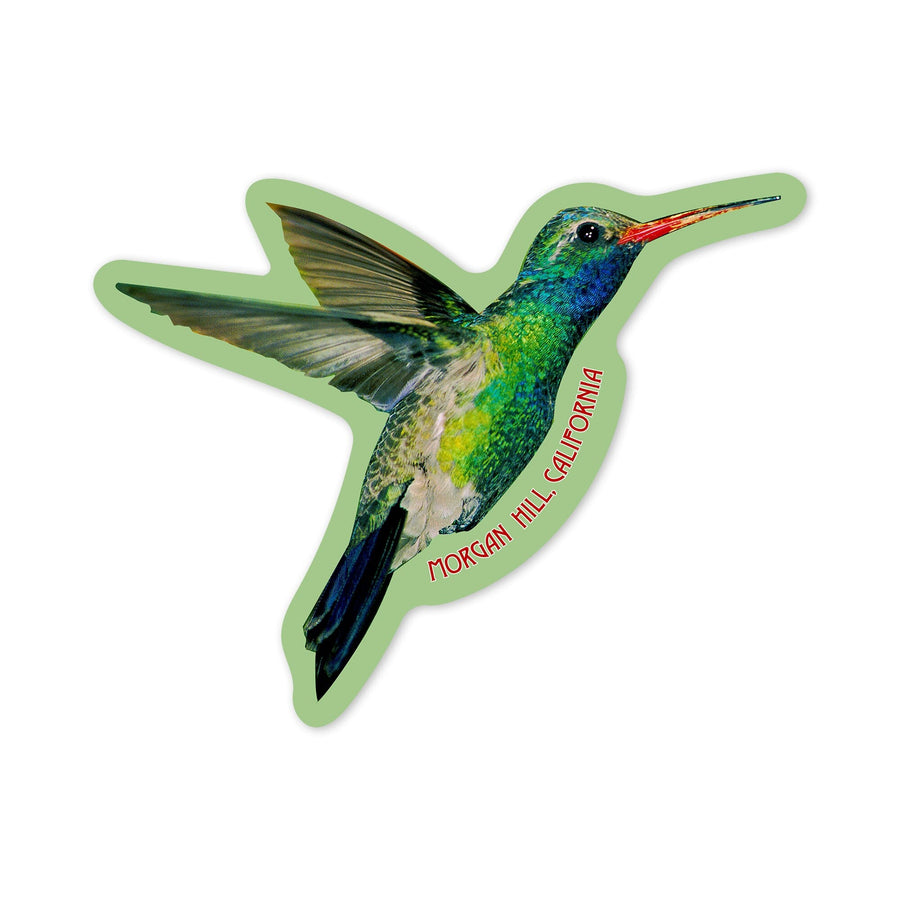 Morgan Hill, California, Broadbill Hummingbird, Contour, Photography (James T. Jones), Vinyl Sticker Sticker Lantern Press 