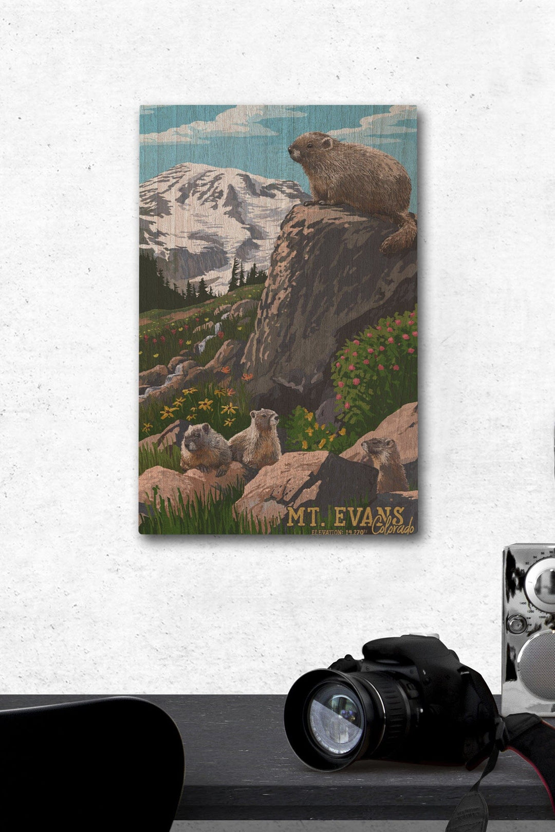 Mount Evans, Colorado, Marmots, Elevation, Lantern Press Artwork, Wood Signs and Postcards Wood Lantern Press 12 x 18 Wood Gallery Print 