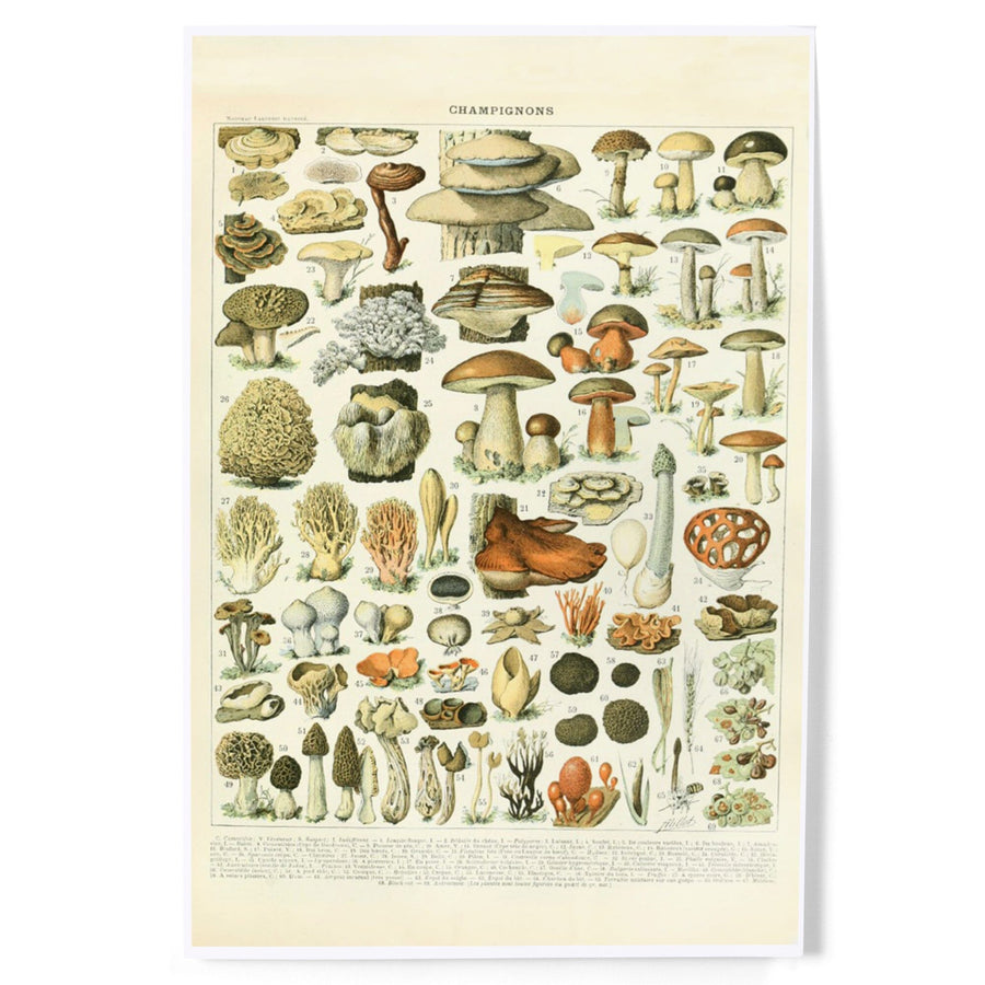 Mushrooms, A, Vintage Bookplate, Adolphe Millot Artwork, Art & Giclee Prints Art Lantern Press 