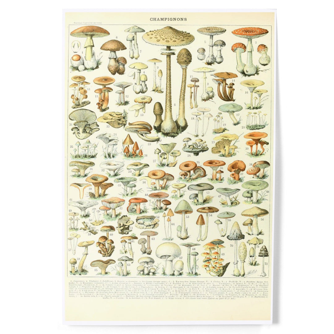 Mushrooms, B, Vintage Bookplate, Adolphe Millot Artwork, Art & Giclee Prints Art Lantern Press 