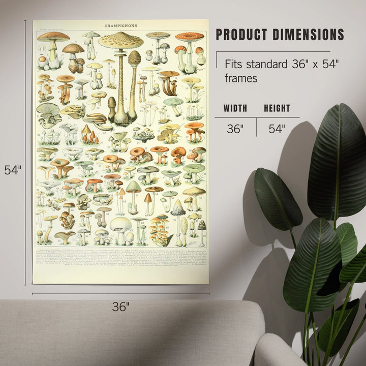 Mushrooms, B, Vintage Bookplate, Adolphe Millot Artwork, Art & Giclee Prints Art Lantern Press 