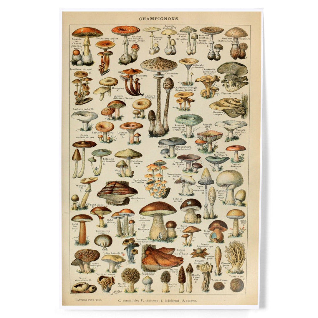 Mushrooms, C, Vintage Bookplate, Adolphe Millot Artwork, Art & Giclee Prints Art Lantern Press 