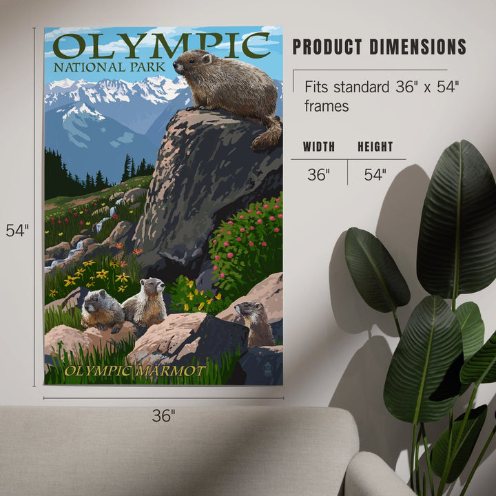 Olympic National Park, Washington, Marmots, Art & Giclee Prints Art Lantern Press 