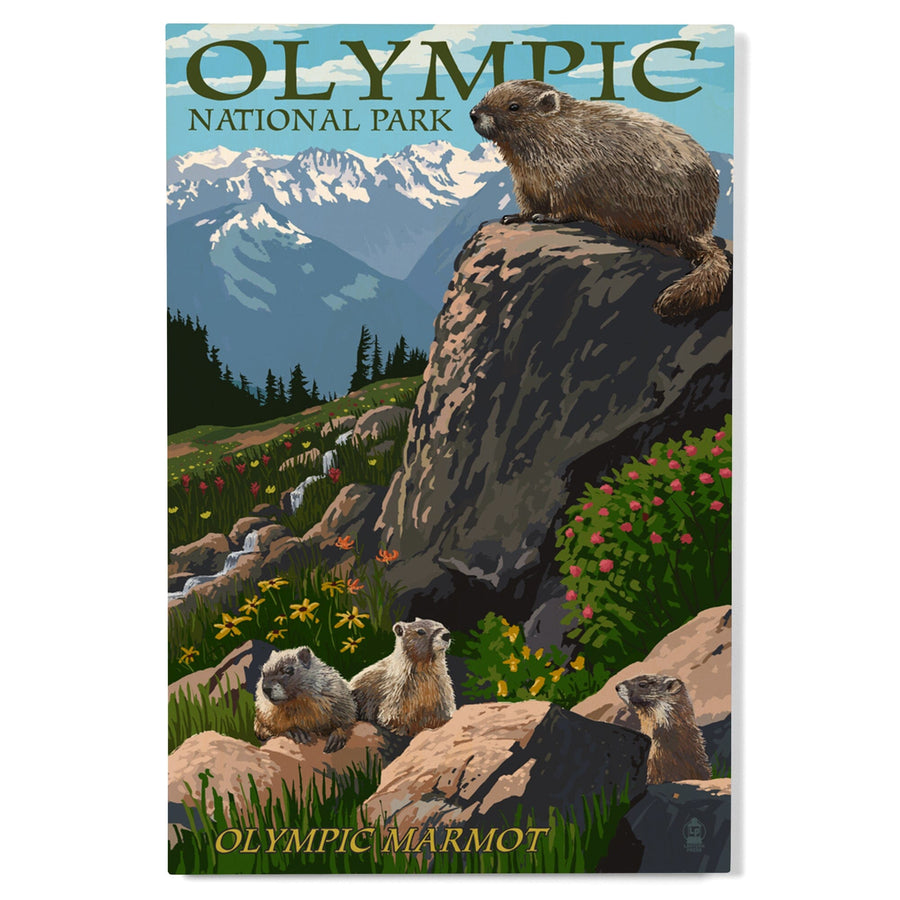 Olympic National Park, Washington, Marmots, Lantern Press Artwork, Wood Signs and Postcards Wood Lantern Press 