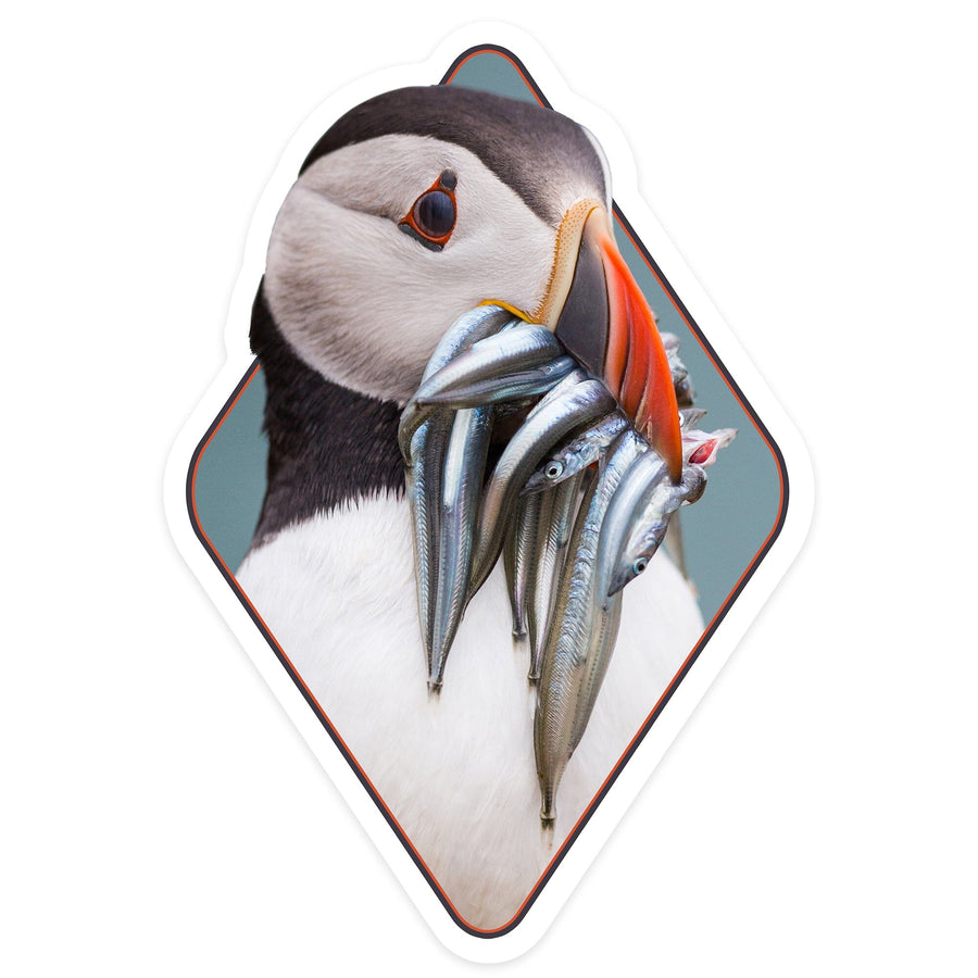 Puffin's Catch, Contour, Lantern Press Photography, Vinyl Sticker Sticker Lantern Press 