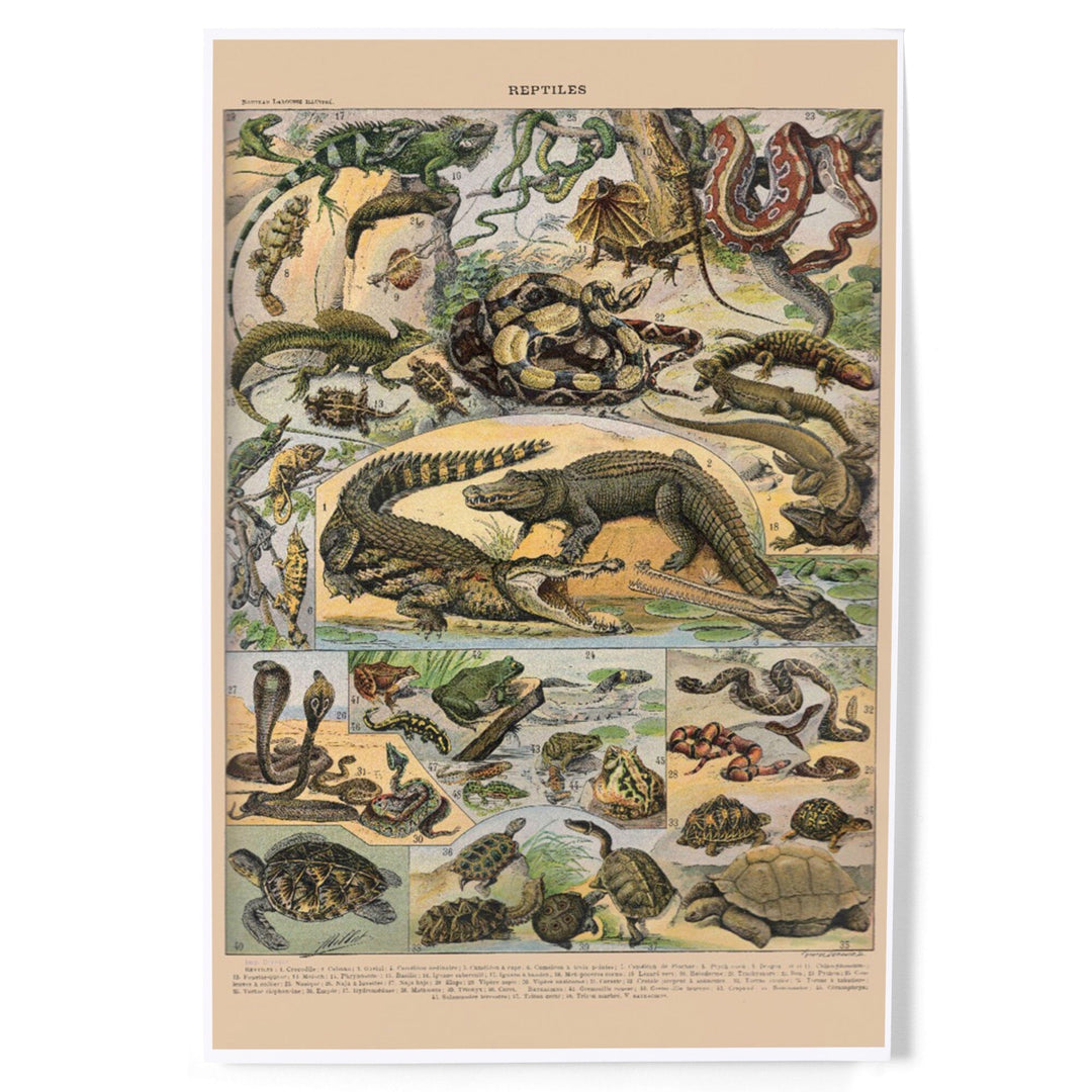Reptiles, A, Vintage Bookplate, Adolphe Millot Artwork, Art & Giclee Prints Art Lantern Press 