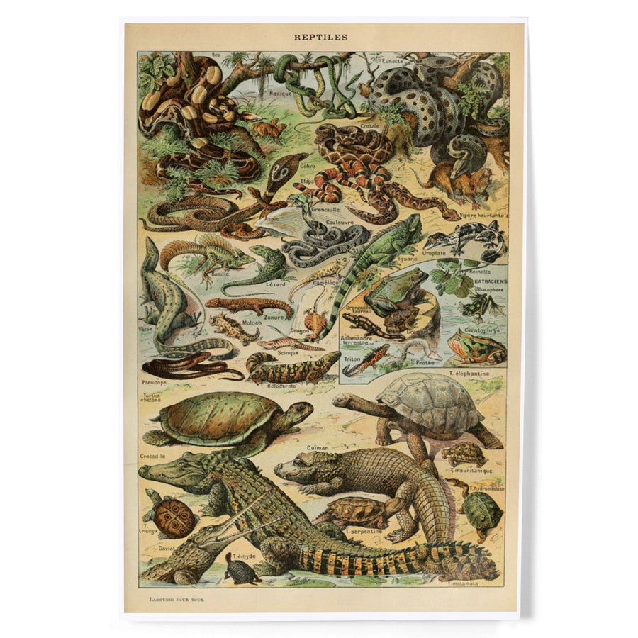 Reptiles, B, Vintage Bookplate, Adolphe Millot Artwork, Art & Giclee Prints Art Lantern Press 