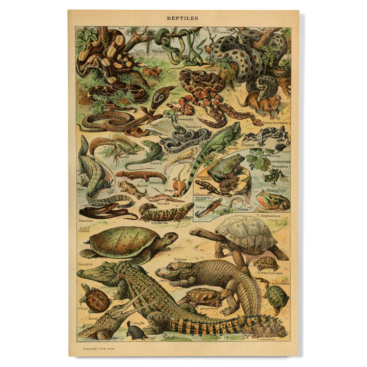 Reptiles, B, Vintage Bookplate, Adolphe Millot Artwork, Wood Signs and Postcards Wood Lantern Press 
