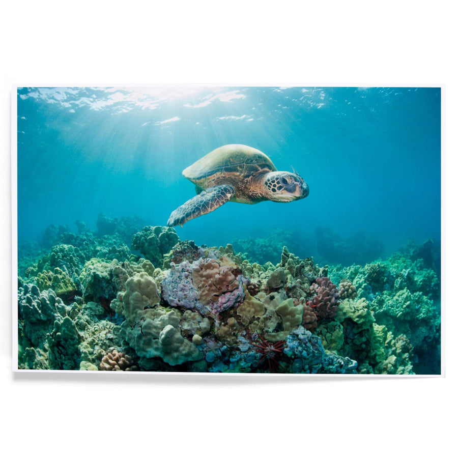 Sea Turtle and Coral Reef, Art & Giclee Prints Art Lantern Press 