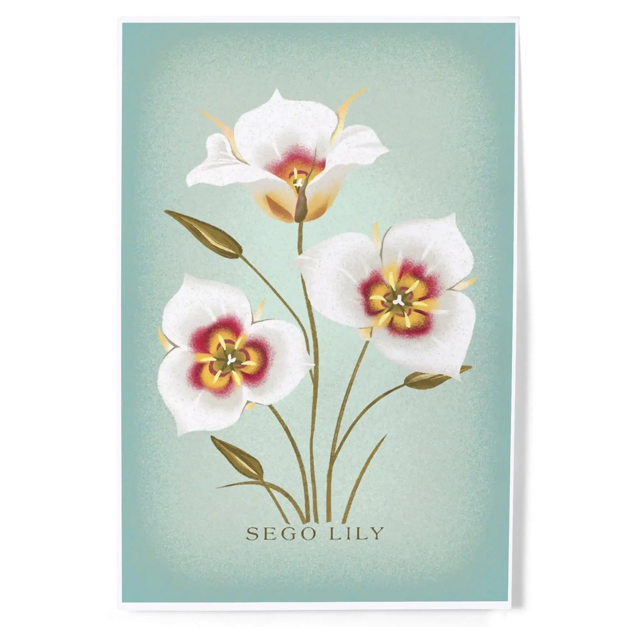 sego lily flower Sego Lily, Vintage Flora art prints, metal signs 24 x 36 Giclee Print