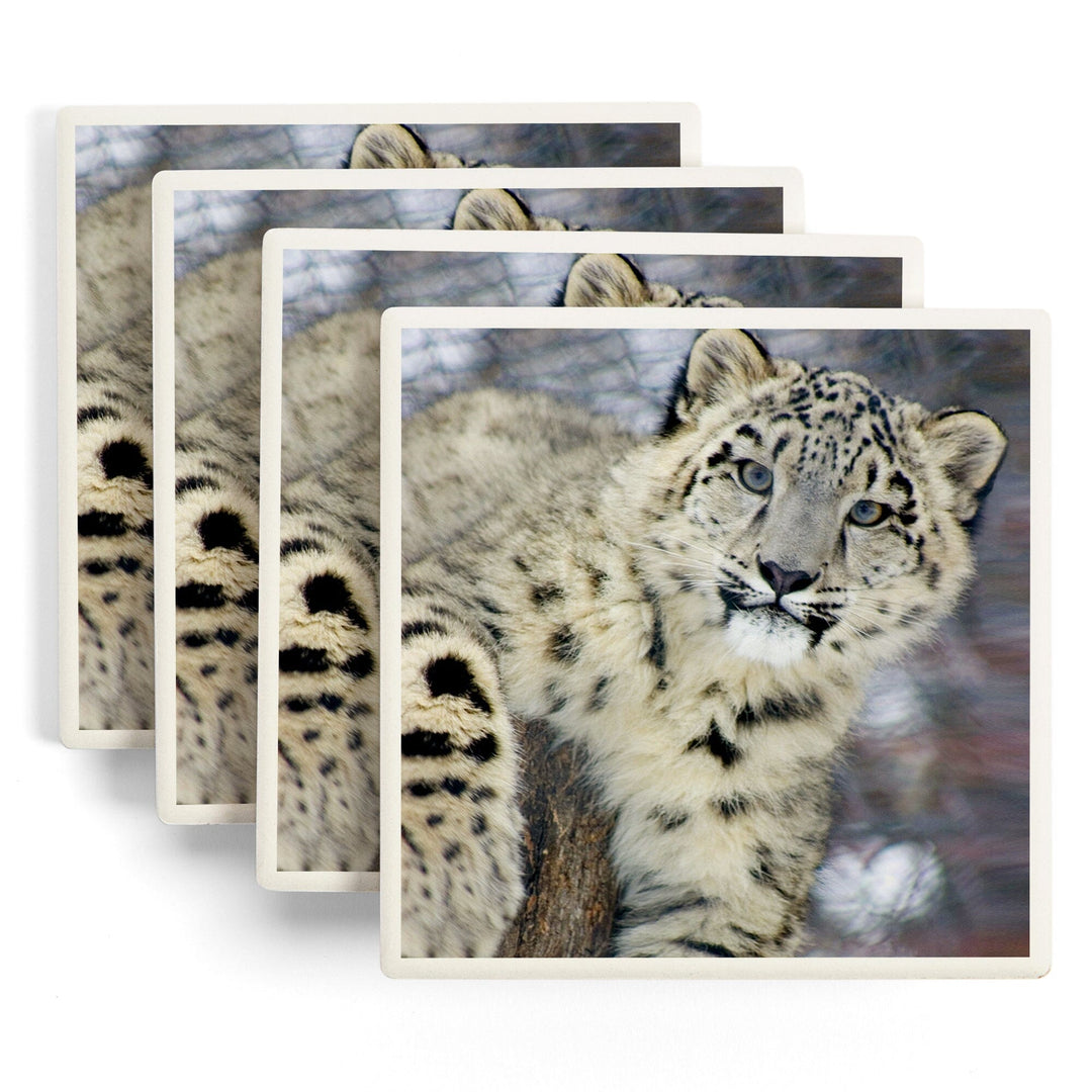 Snow Leopard, Lantern Press Photography, Coaster Set Coasters Lantern Press 