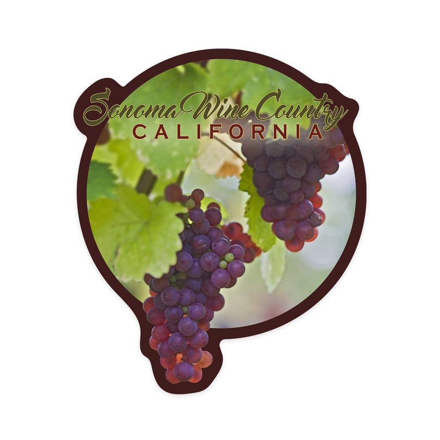 Sonoma wine country, Wine Grapes on Vine #3, Contour, Vinyl Sticker Sticker Lantern Press 