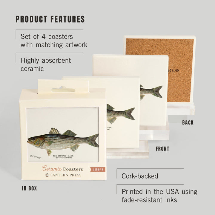 Striped Bass, Denton Fish Print, Coasters Coasters Lantern Press 
