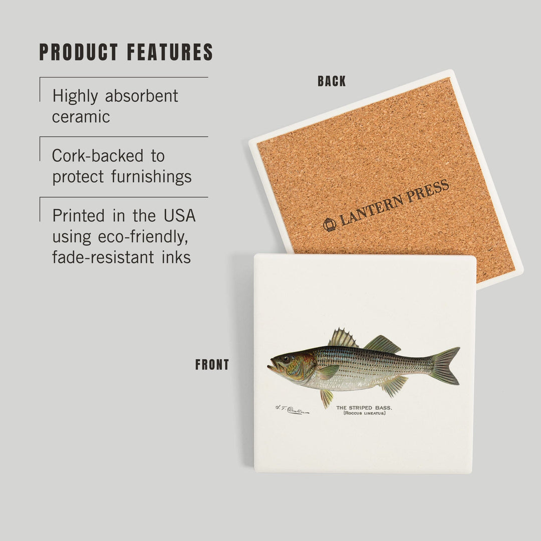 Striped Bass, Denton Fish Print, Coasters Coasters Lantern Press 