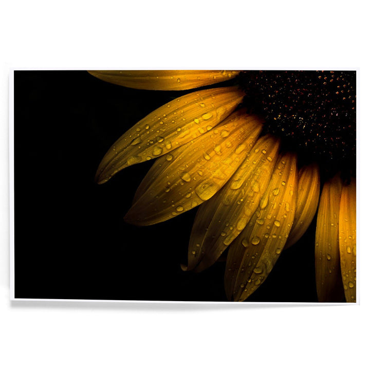 Sunflower Up Close, Art & Giclee Prints Art Lantern Press 
