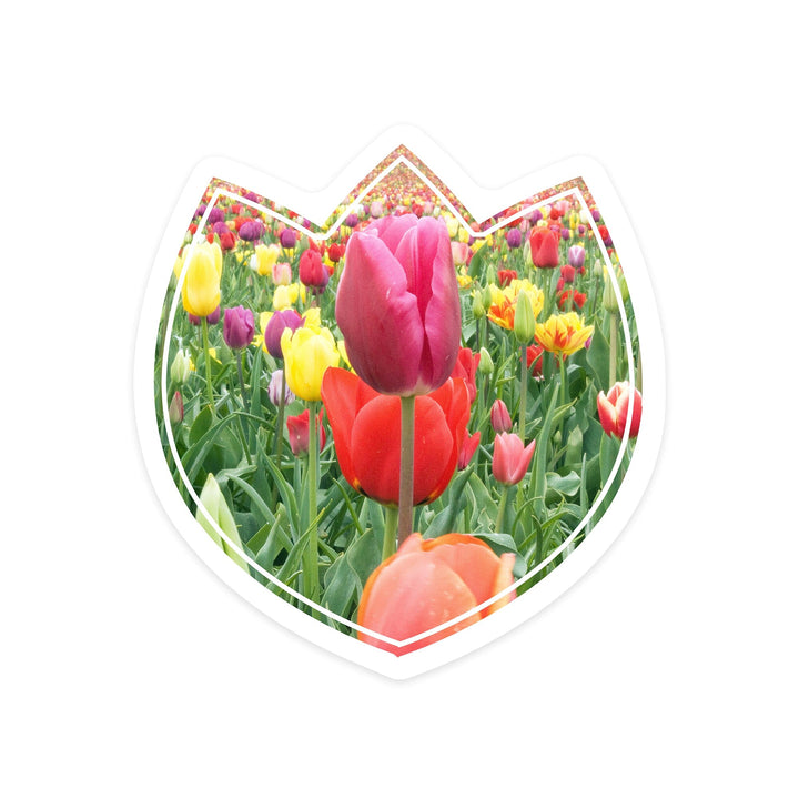 Tulips, Contour, Vinyl Sticker Sticker Lantern Press 