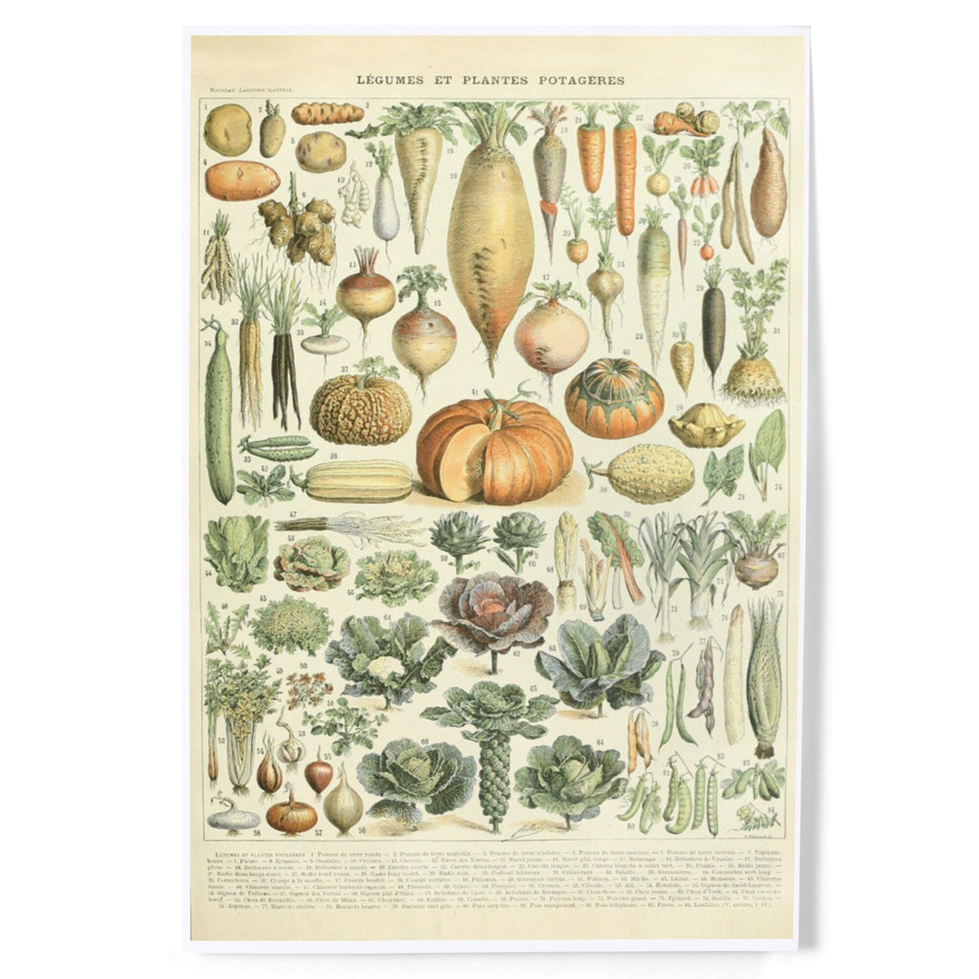 Vegetables - A - Vintage Bookplate - Adolphe Millot Artwork (24x36 Giclee Gallery Print, Wall Decor Travel Poster), Size: 24 x 36