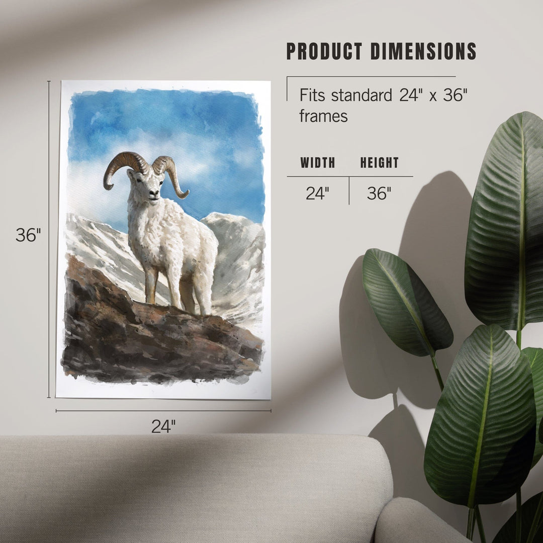 Watercolor Study, Dall Sheep, Art & Giclee Prints Art Lantern Press 