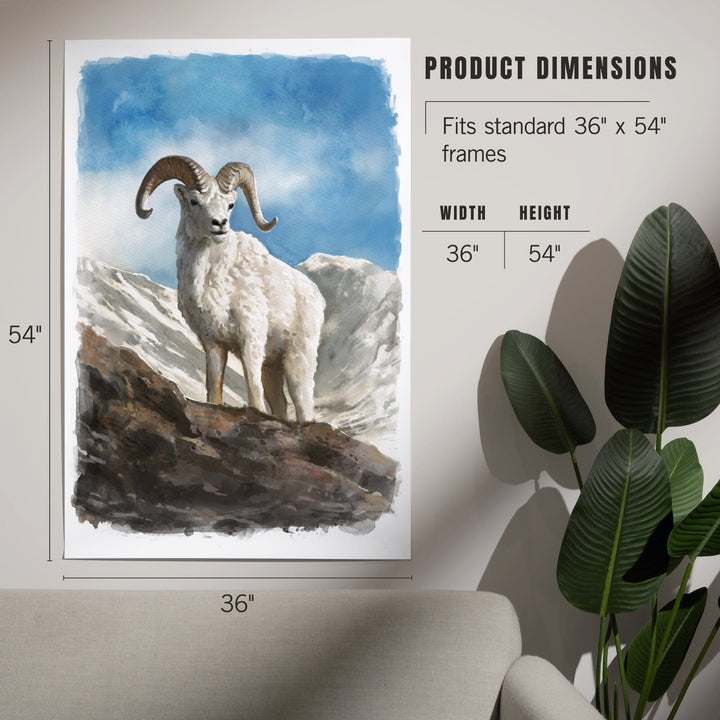 Watercolor Study, Dall Sheep, Art & Giclee Prints Art Lantern Press 