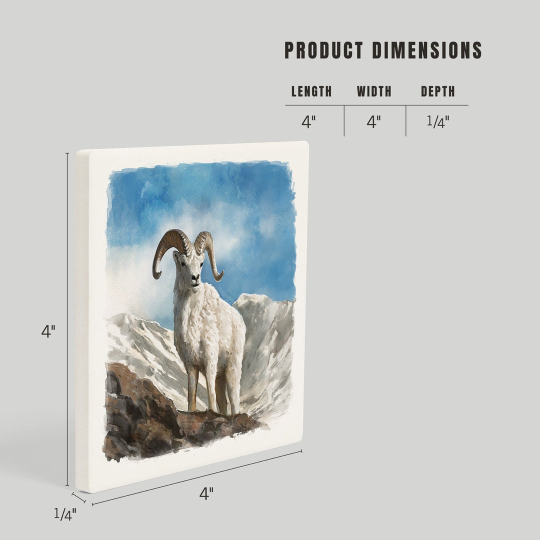 Watercolor Study, Dall Sheep, Coasters Coasters Lantern Press 