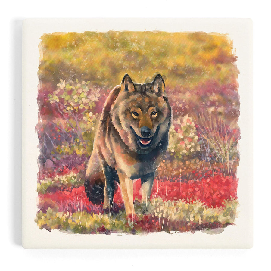 Watercolor Study, Gray Wolf, Coasters Coasters Lantern Press 