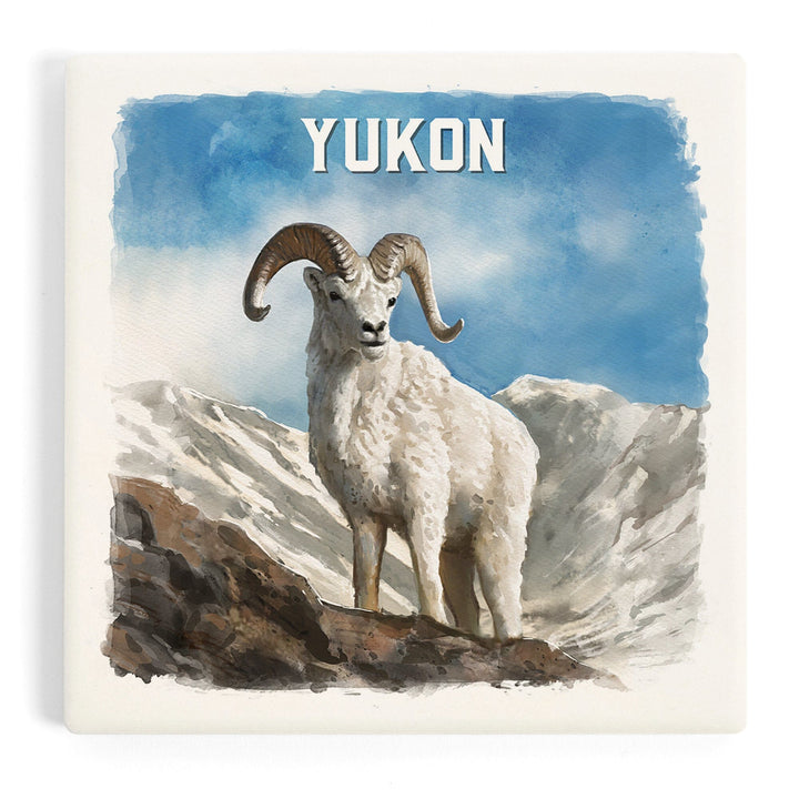 Yukon, Watercolor Study, Dall Sheep, Coasters Coasters Lantern Press 