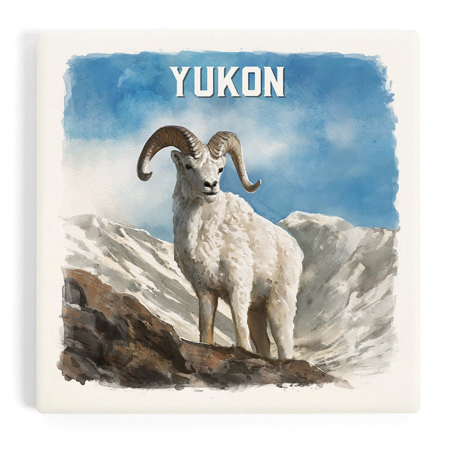 Yukon, Watercolor Study, Dall Sheep, Coasters Coasters Lantern Press 