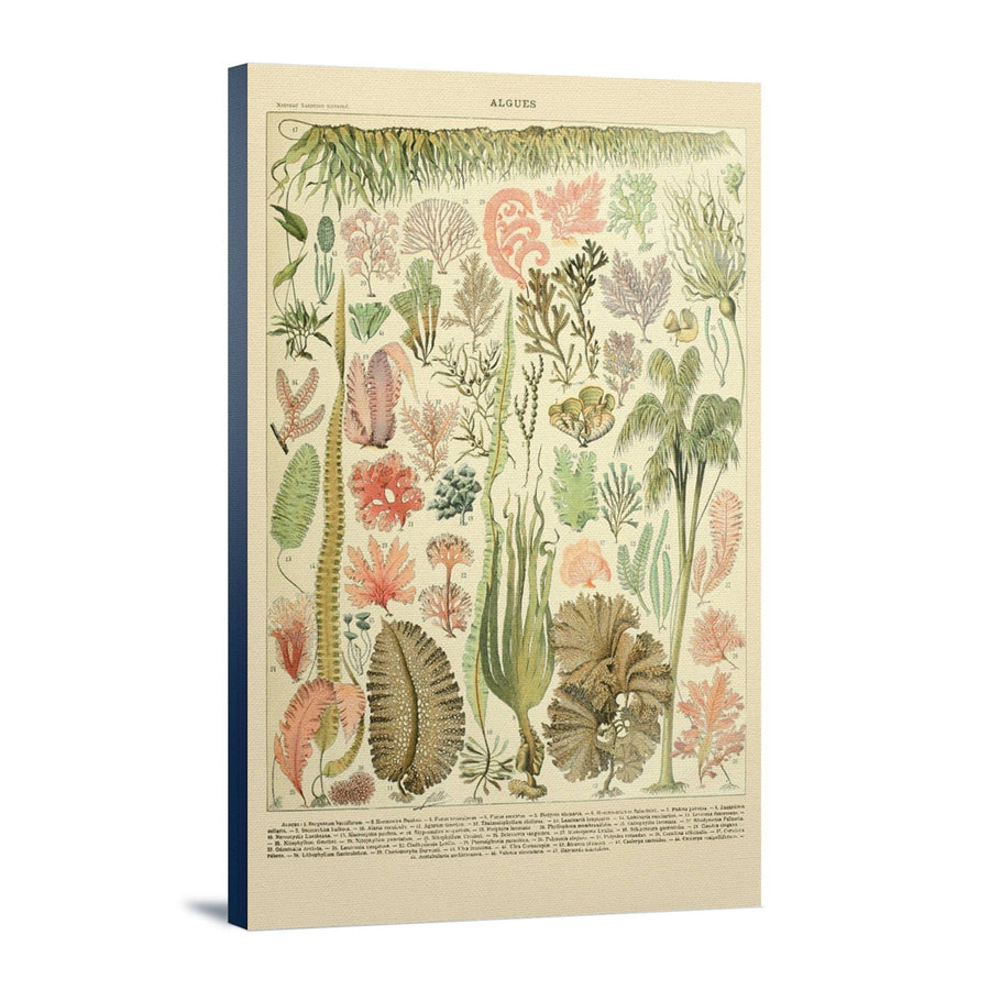 Algae, Vintage Bookplate, Adolphe Millot Artwork, Stretched Canvas Canvas Lantern Press 