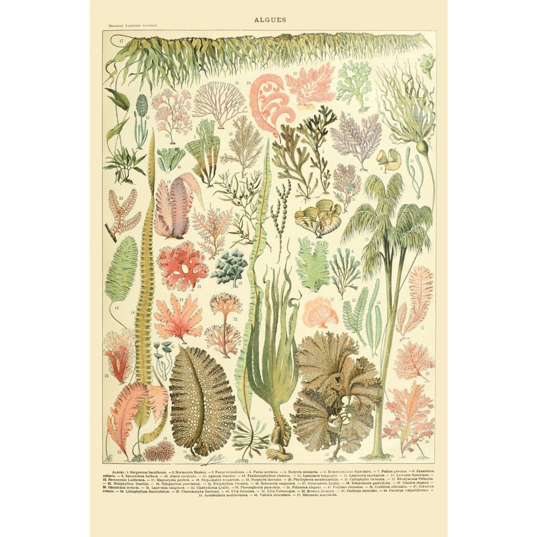 Algae, Vintage Bookplate, Adolphe Millot Artwork, Towels and Aprons Kitchen Lantern Press 