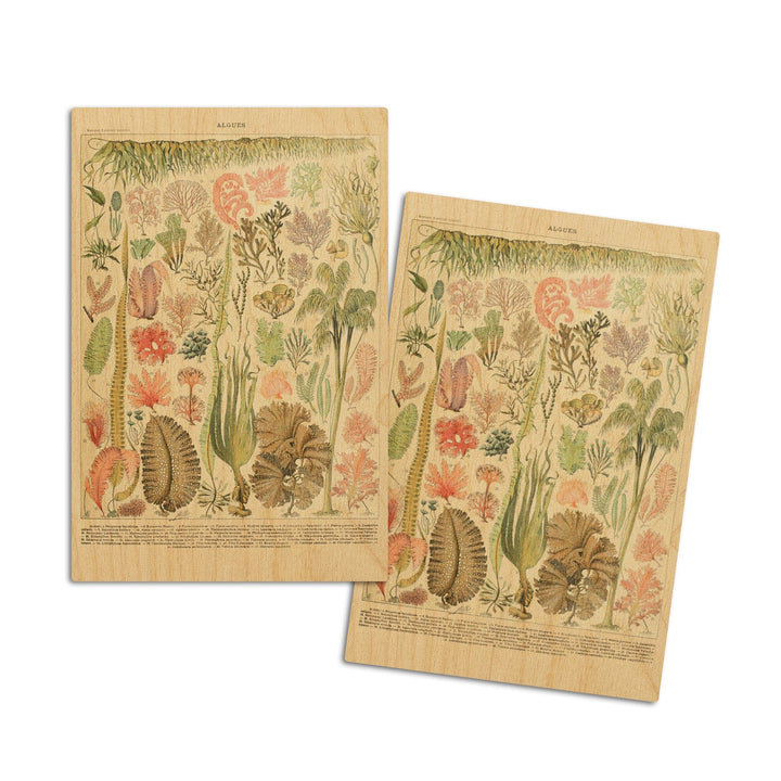 Algae, Vintage Bookplate, Adolphe Millot Artwork, Wood Signs and Postcards Wood Lantern Press 4x6 Wood Postcard Set 