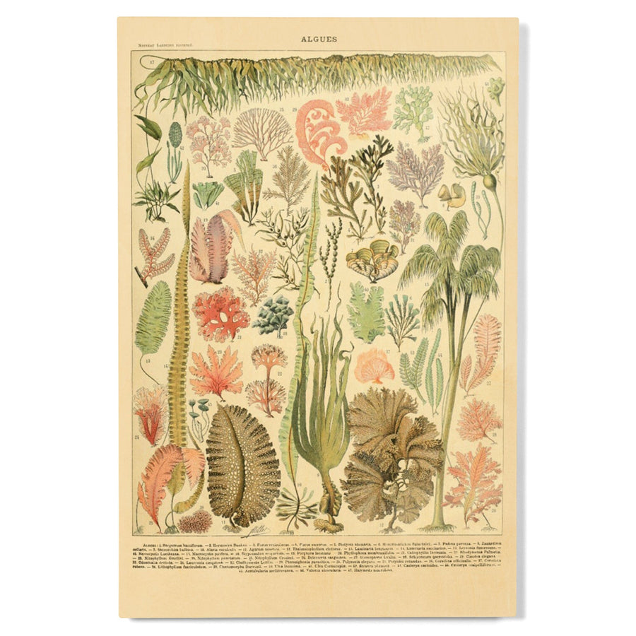 Algae, Vintage Bookplate, Adolphe Millot Artwork, Wood Signs and Postcards Wood Lantern Press 