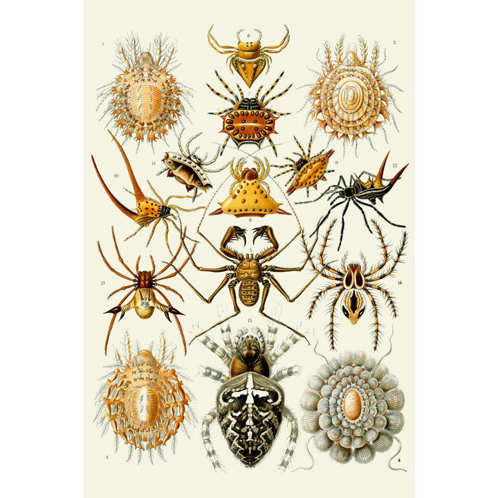 Art Forms of Nature, Arachnida (Spiders), Ernst Haeckel Artwork, Art Prints and Metal Signs Art Lantern Press 