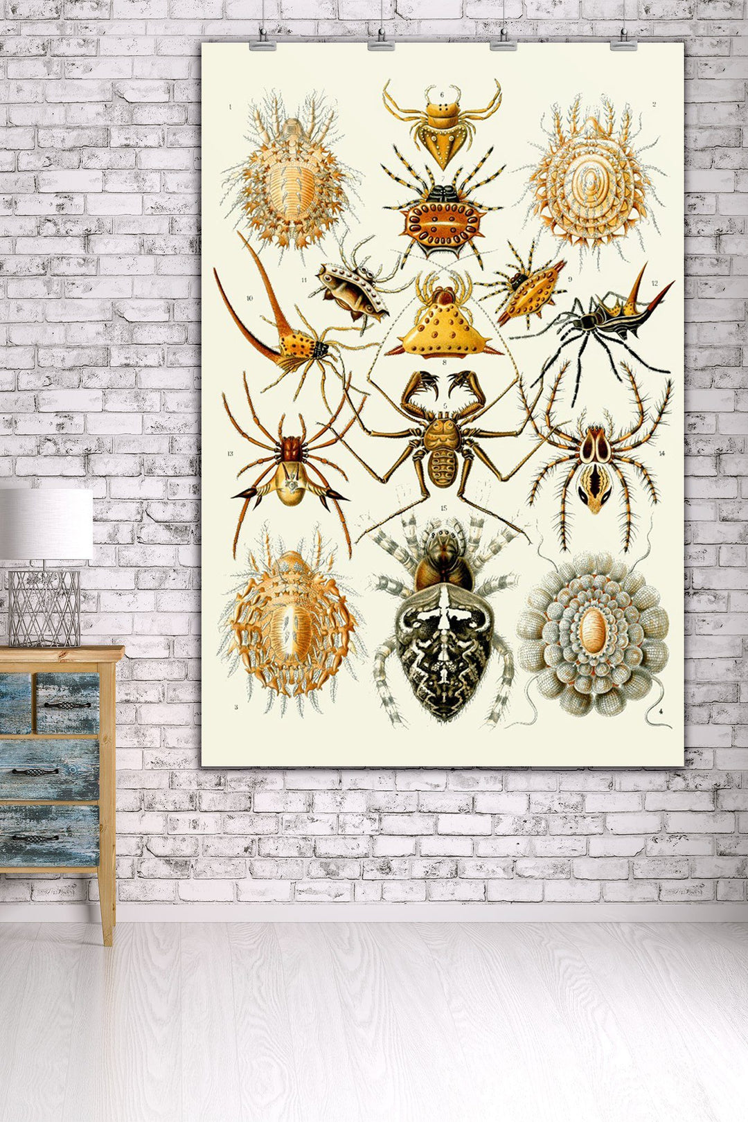 Art Forms of Nature, Arachnida (Spiders), Ernst Haeckel Artwork, Art Prints and Metal Signs Art Lantern Press 